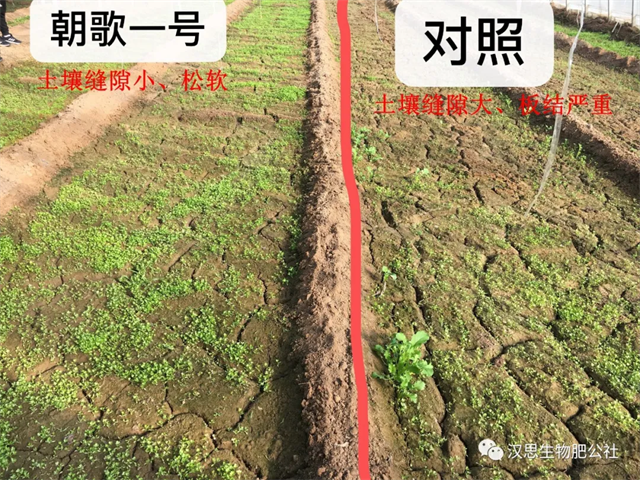 意外驚喜，《朝歌一號(hào)》不光解決西紅柿陰陽(yáng)臉，還能能讓土壤踩上去軟軟的！